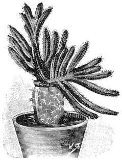 Fig. 192. Cereus flagelliformis monstrosa, geënt op een Opuntia.