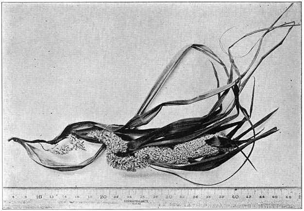 Plate XXXVII. Flower of sabutan.