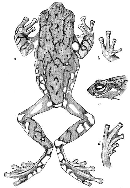 Fig. 1. Allophryne ruthveni, male (KU 69890); (a) Dorsum. (b) Thenar
view of right hand. (c) Lateral profile of head. (d) Plantar view of right
foot. × 3.5.