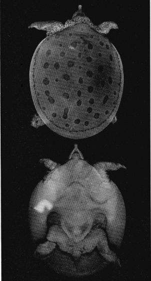 PLATE 13

Trionyx muticus calvatus new subspecies, hatchling, UI 31071,
holotype (× 1.3). Top, dorsal view. Bottom, ventral view,
Photographs by John M. Legler.