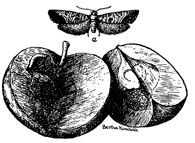 Fig. 9