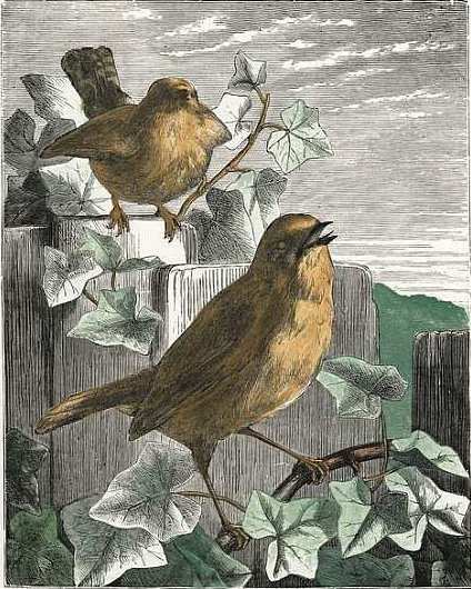 SPARROWS