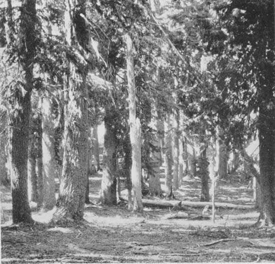 "Our trail wound beneath a fairy forest"