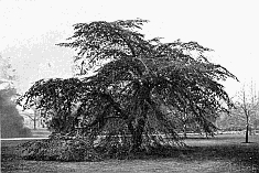 WEEPING ELM ON LAWN.