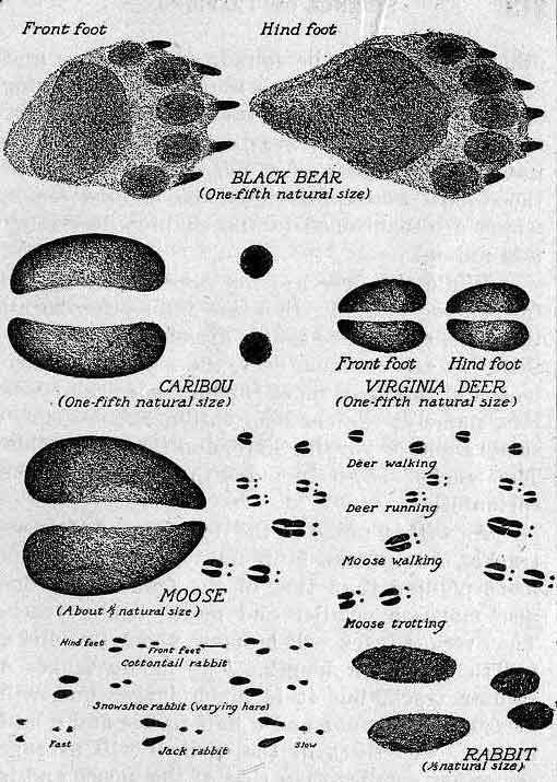 Tracks of Game Animals.