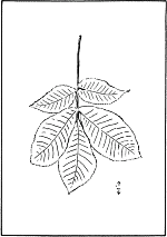 leaf