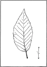 leaf