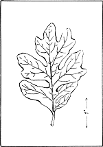 leaf