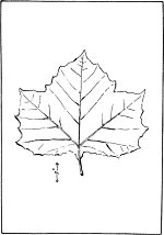 leaf