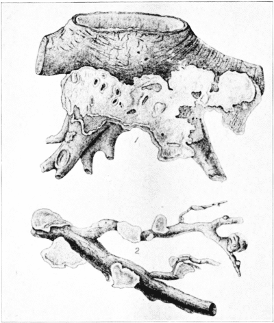 Stump of Norway Spruce, with a sporophore of polyporus annosus several years old; the inner portions of the stump wholly decayed.