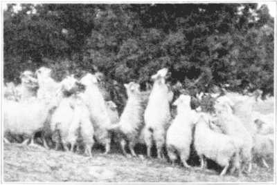 Goats Eating Foliage, New Mexico.