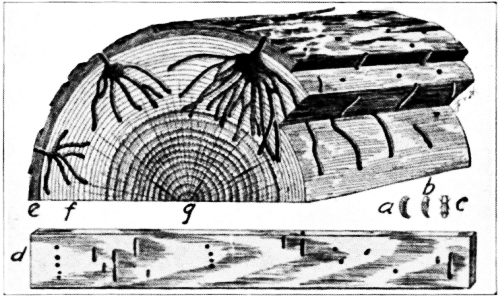 Work of Ambrosia Beetle, Xyloborus celsus.