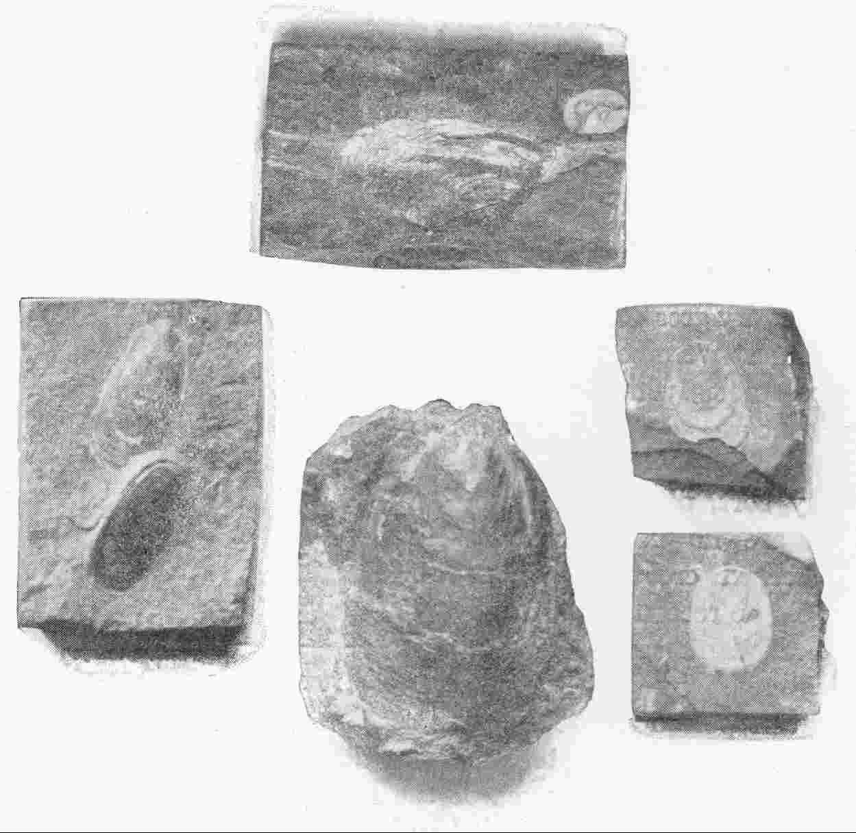 EARLY PALÆOLITHIC FOSSILS OF VARIOUS SPECIES OF
 LINGULA