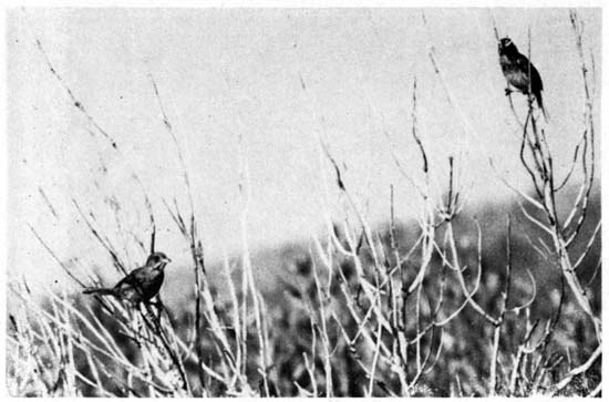 A mated, banded pair of Seaside
Sparrows.