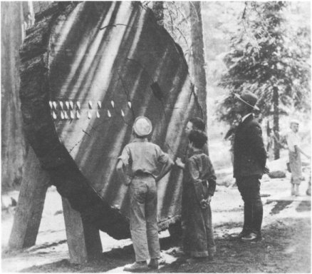 YOUNG VISITORS EXAMINING THE ANNULAR RINGS OF A BIG TREE