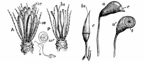 Fig. 35.

Fructification of a moss.

A, Male moss-flower stripped of its outer leaves, showing jointed filaments
and oval sacs os and antherozoid cells zc swarming out of a sac.
zc, Antherozoid cell enlarged. z, Free antherozoid. P, Female flower
with bottle-shaped sacs bs. bs-c, Bottle-shaped sac, with cap being pushed
up. u, Urn of Funaria hygrometrica, with small cap. u, Urn, from
which the cap has fallen, showing the teeth t which keep in the spores.