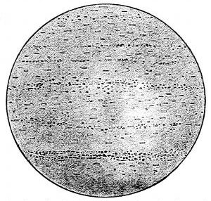 Fig. 41.

A slice of volcanic glass showing the lines of
crystallites and microliths which are the beginnings
of crystals.