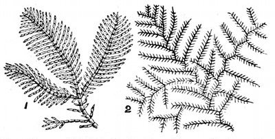 Fig. 66.

Coralline and Sertularia, to show likeness between the
animal Sertularia and the plant Coralline.

1, Corallina officinalis. 2, Sertularia filicula.