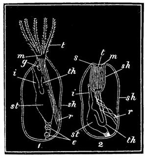 Fig. 73.

Diagram of the animal in the
Flustra or Sea-mat.

1, Animal protruding. 2, Animal
retracted in the sheath. sh, Covering
sheath. s, Slit. t, Tentacles.
m, Mouth. th, Throat. st, Stomach.
i, Intestine. r, Retractor muscle.
e, Egg-forming parts. g, Nerve-ganglion.