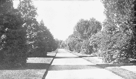 VIEW IN WOODWARD'S GARDENS. SAN FRANCISCO.