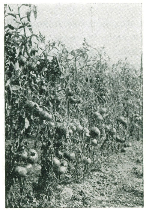 Figure 15.—Tomatoes pruned and
trained with post, wire and twine. This
is the trellis system of New England.