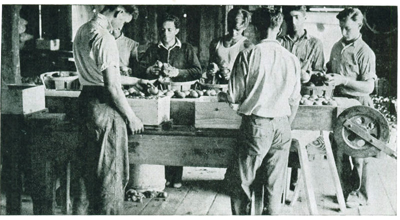 Figure 19.—Packing tomatoes on a farm in Connecticut. Boys in the background are wiping and sorting.
The others are packing in half-bushel boxes. The top slats are put on before packing and the bottom
is nailed on at the finish of the job. A board which is turned over with the box keeps tomatoes from
falling out.