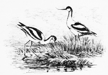 AVOCETS.