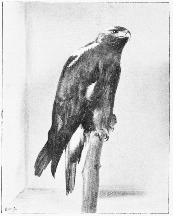 SPANISH IMPERIAL EAGLE. (Adult Male, shot May 6th,
1883.)