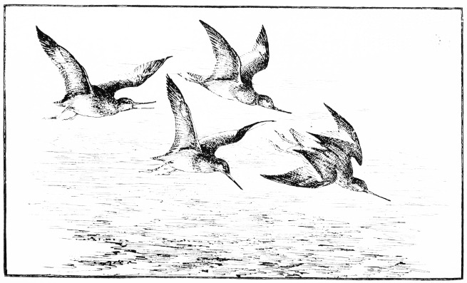 Plate L.

REDSHANKS.

Page 393.