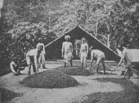 Fig. 41.—Drying Cocoa Seed. Ceylon.

(Permission of Walter Baker & Co., Ltd.)