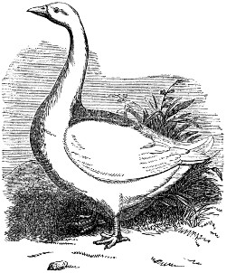 Bremen goose