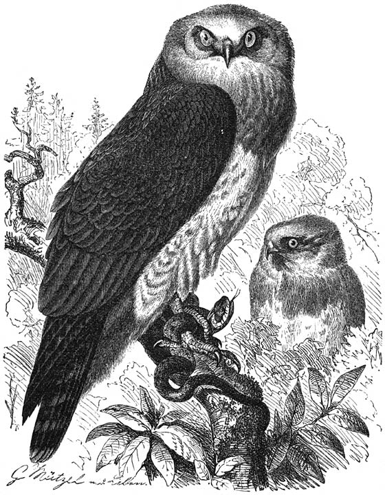 Arendbuizerd (Circaëtus gallicus). ¼ v. d. ware grootte.