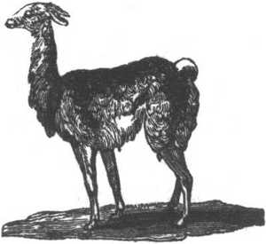 llama