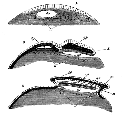 Diagrammatic longitudinal sections of an Elasmobranch embryo