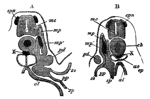 Development of the segmental duct