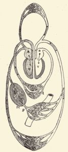 Diagram of the circulation of the blood in a mammal.