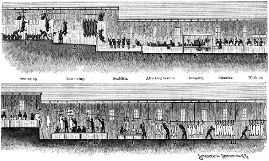 Process of killing and dressing pork