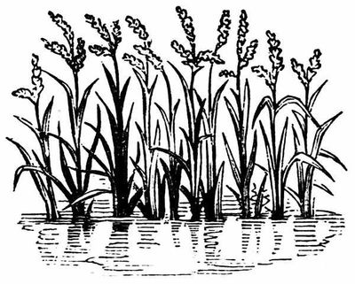 Reeds