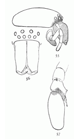 Figs. 55, 56, 57. Clubiona
canadensis.—55, head of female, showing
the swelled mandibles. 56, head and
mandibles of male. 57, palpus of male.