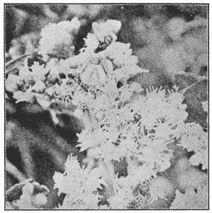 Fig. 75. Misumena aleatoria.—Natural size,
among flowers of thoroughwort, holding a fly
in her mouth.