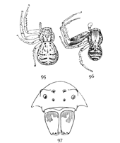 Figs. 95, 96, 97. Xysticus triguttatus.—95,
female. 96, male. Both enlarged four times. 97, front of head
much enlarged to show eyes and mandibles.