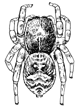 Fig. 119. Attus palustris,
enlarged six times.