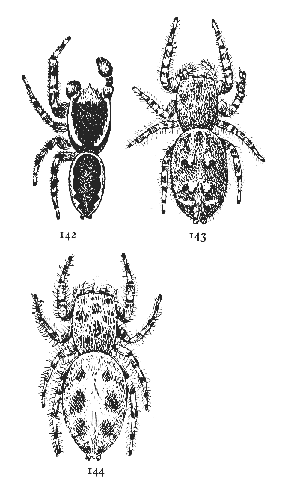 Figs. 142, 143, 144. Dendryphantes
æstivalis.—142,
male. 143, dark variety of
female. 144, light variety
of female. All enlarged
six times.