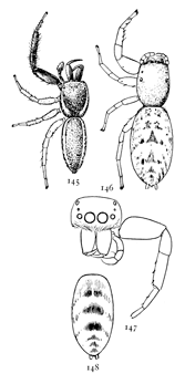 Figs. 145, 146, 147, 148. Icius palmarum.—145,
male. 146, female. Both enlarged
six times. 147, front of head of
male. 148, abdomen of female to show
a variety of marking.