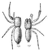 Figs. 150, 151. Icius elegans.—150, female.
151, male. Both enlarged six times.