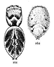 Figs. 161, 162.
Hasarius hoyi.—161, young female enlarged
six times. 162, abdomen of adult female to show
difference in markings.