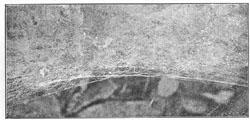 Fig. 226. Newly made edge of
web of Agalena nævia, showing
arrangement of the threads.