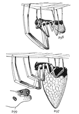 Figs. 297, 298, 299.
Argyrodes nephilæ.