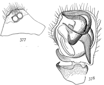 Figs. 377, 378. Ceratinopsis
interpres.—377, head of male. 378,
end of palpus of male.