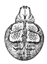 Fig. 407. Epeira globosa,
enlarged four
times.